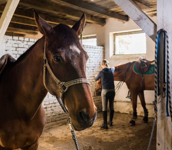 Élevage de chevaux Île-de-France