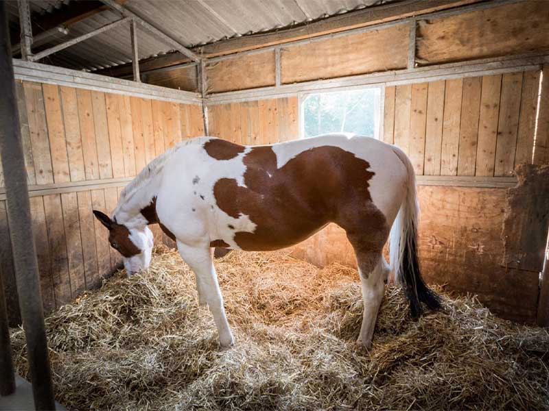 Pension pour chevaux Île-de-France