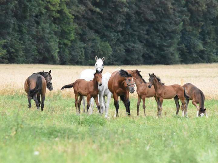Centre d’élevage équin Île-de-France