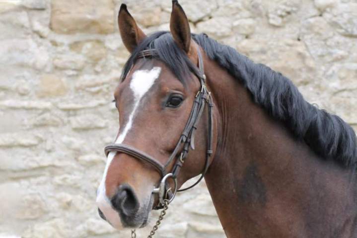 Chevaux à vendre Île-de-France