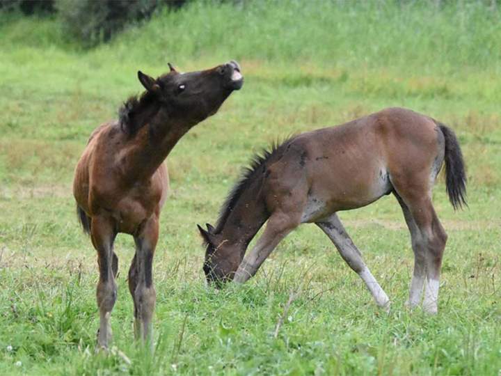 Chevaux à vendre Île-de-France