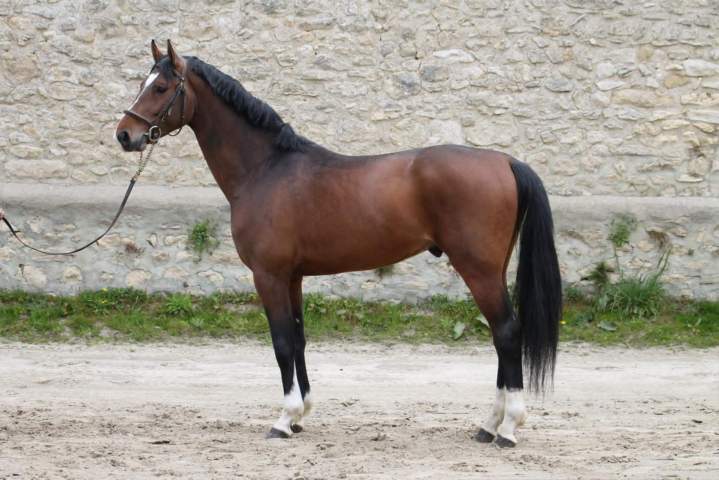 Chevaux à vendre Île-de-France