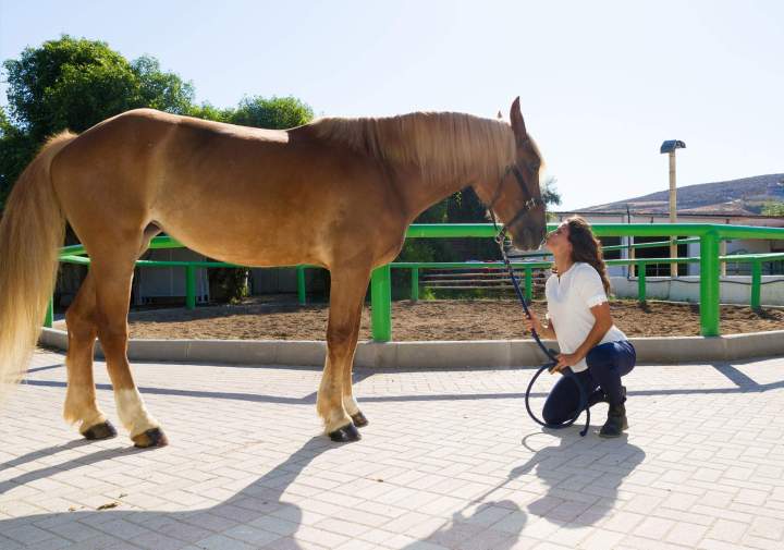 Coach équestre Île-de-France