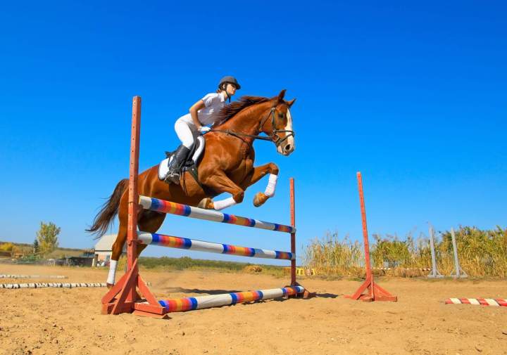 Coaching concours hippique Île-de-France