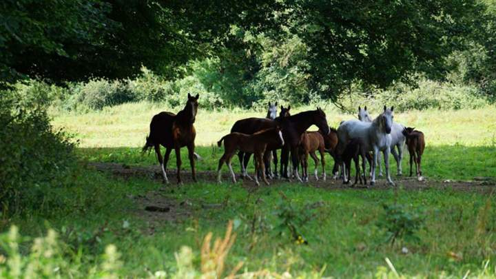 Installations équestres en région Île-de-France