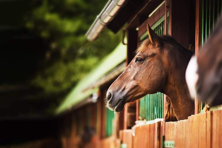 Pension chevaux et poneys Île-de-France