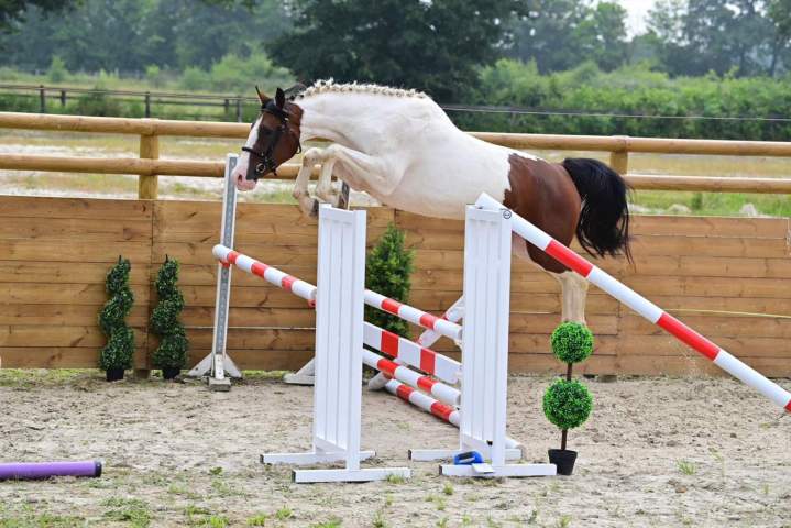 Vente de chevaux Île-de-France