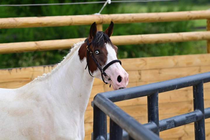 Vente de chevaux Île-de-France