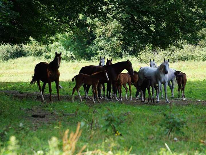 levage de chevaux Île-de-France