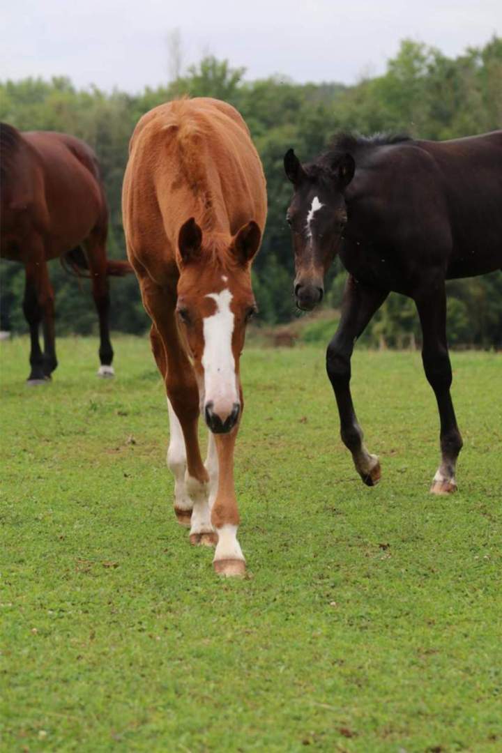 Élevage de chevaux Île-de-France