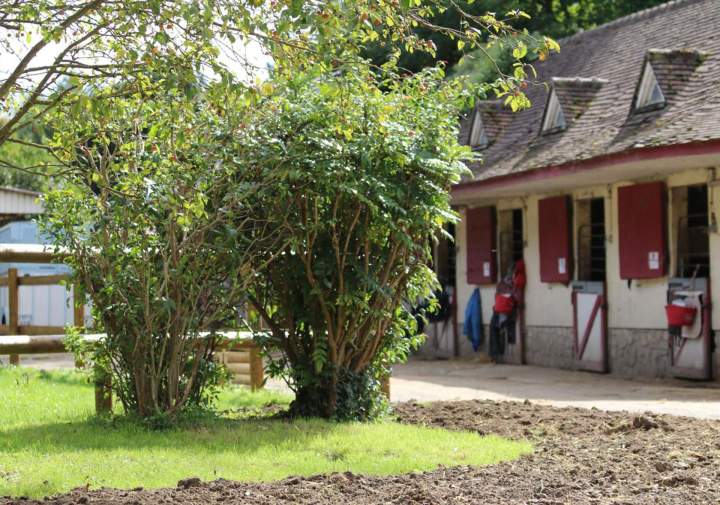 Élevage de chevaux Île-de-France