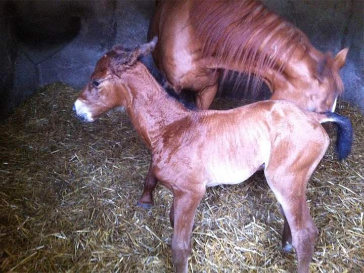 levage de poulains Île-de-France