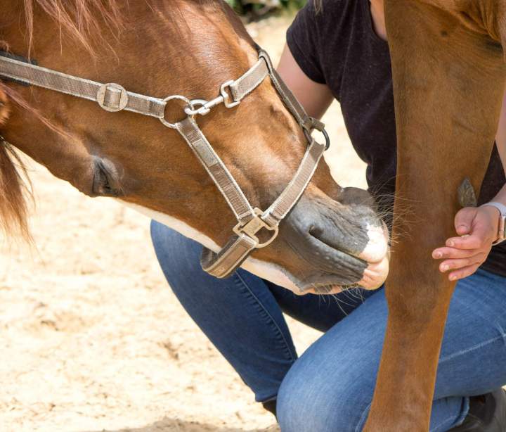 Pension pour chevaux Île-de-France