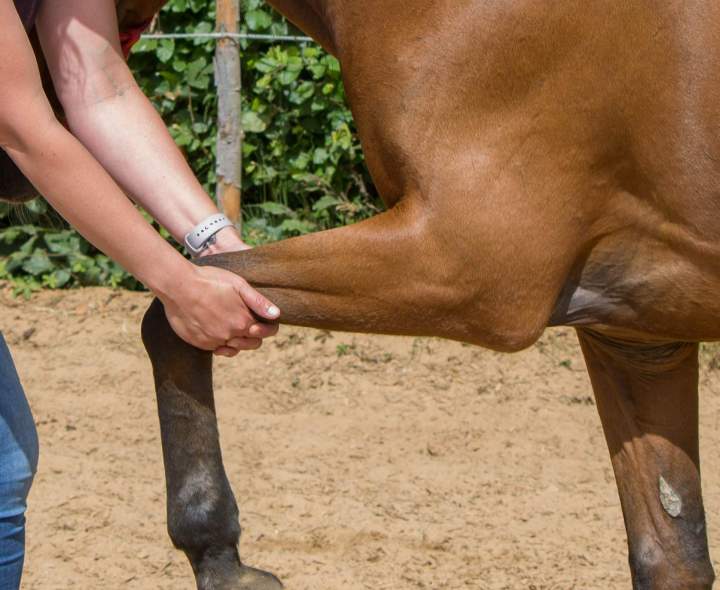 Service de pension équine Île-de-France