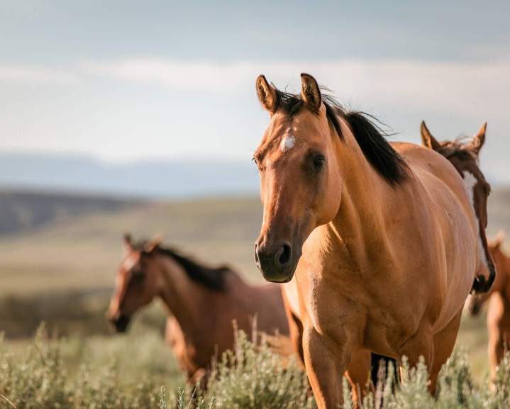 Chevaux à vendre Île-de-France