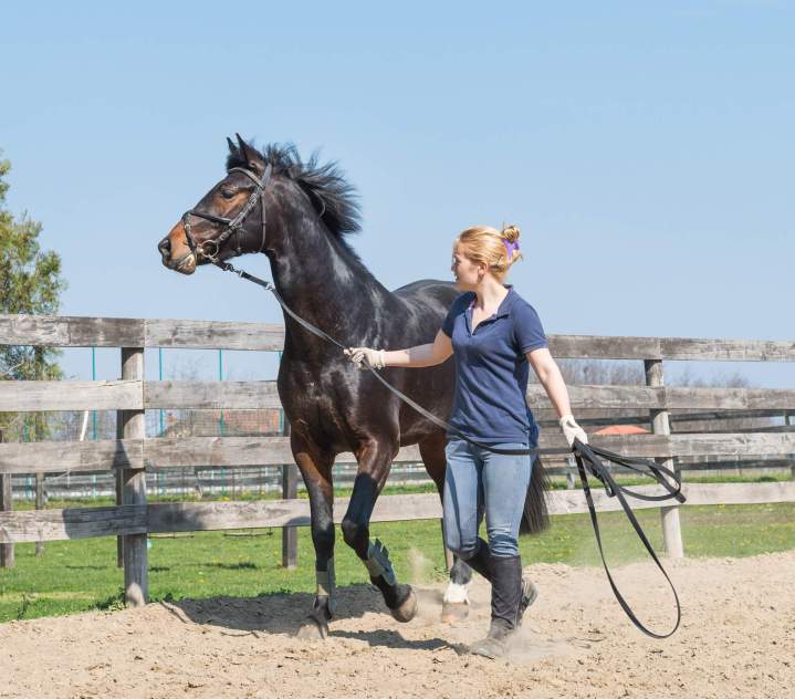 Coaching concours hippique Île-de-France