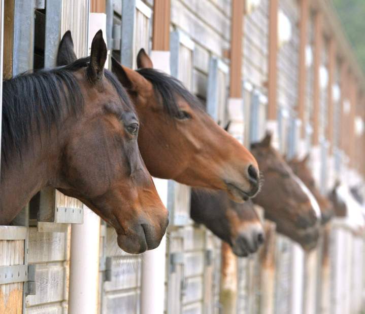 Vente de chevaux Île-de-France